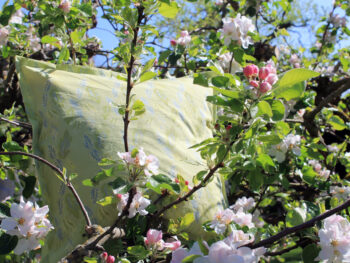 {{brizy_dc_image_alt entityId=